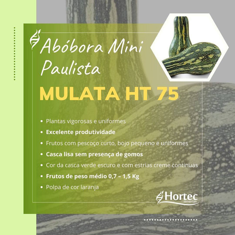 Sementes de Abóbora Mini Paulista Mulata - HT 75 Pcte C/ 250 Gramas
