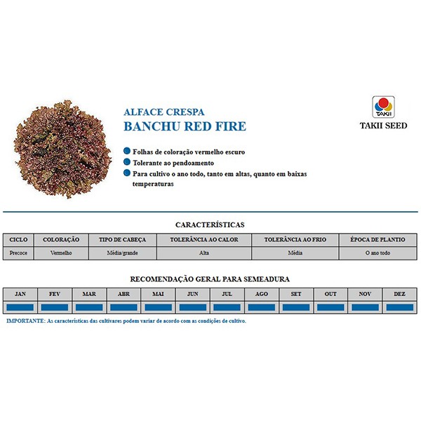 Sementes de Alface Banchu Red Fire Lata C/ 7.500 Sementes