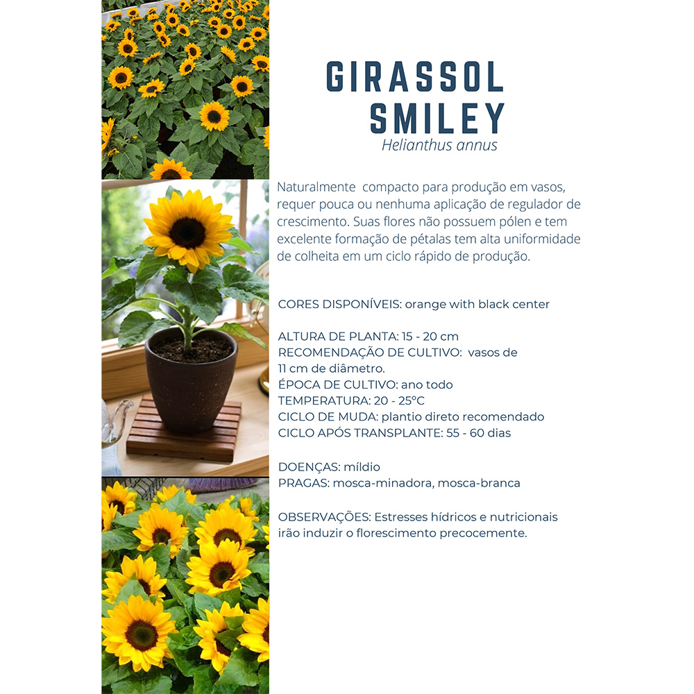 Sementes de Flor Girassol Smiley Env. C/ 1.000 Sementes