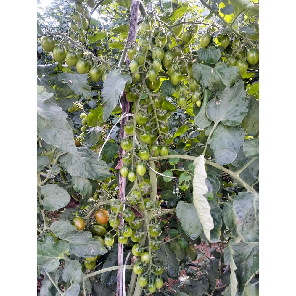 Sementes de Tomate Grape Híbrido Guaraci Env. C/ 1.000 Sementes