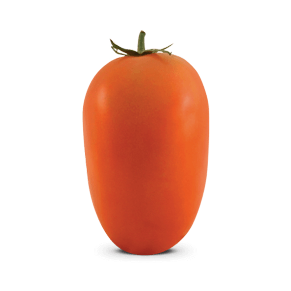 Sementes de Tomate Híbrido BS II0004 Env. C/ 1.000 Sementes