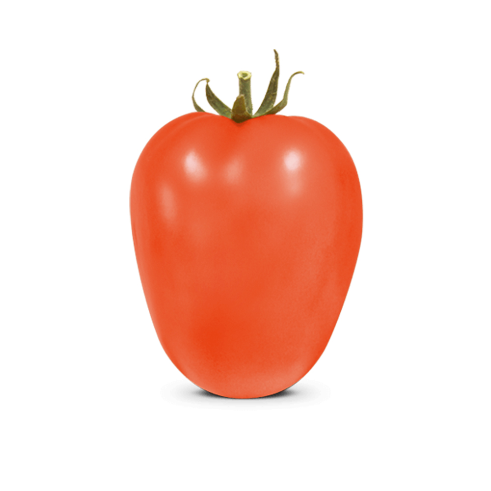 Sementes de Tomate Híbrido BS II0012 Env. C/ 1.000 Sementes
