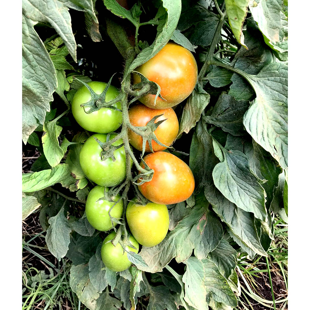 Sementes de Tomate Híbrido BS II0143 Env. C/ 1.000 Sementes