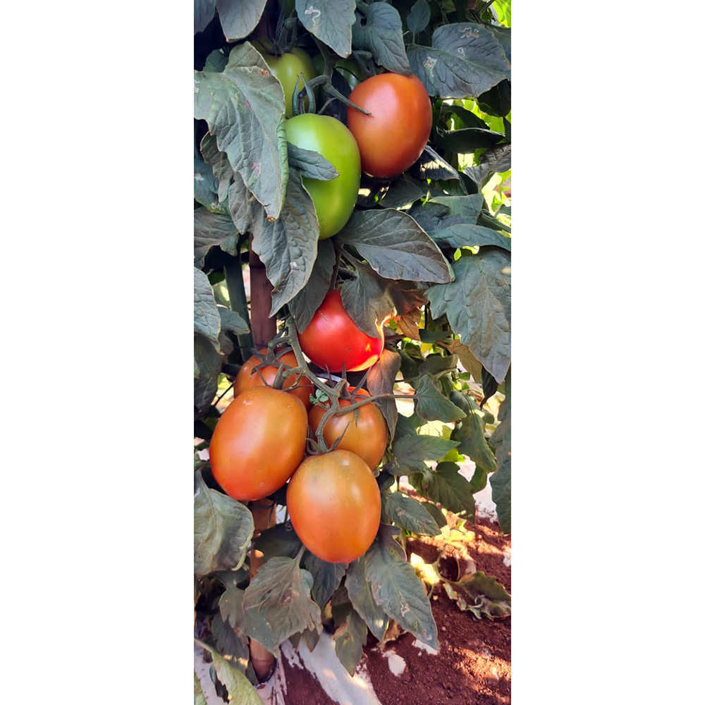 Sementes de Tomate Híbrido BS ISC0113 Env. C/ 1.000 Sementes