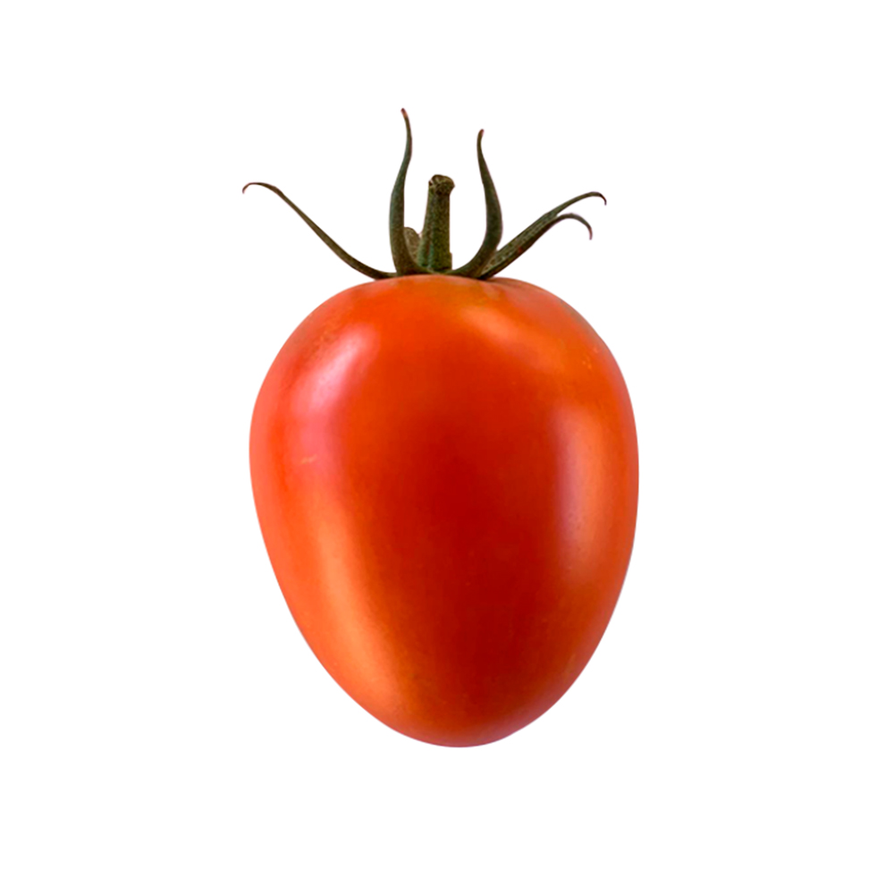 Sementes de Tomate Híbrido BS ISC0113 Env. C/ 1.000 Sementes