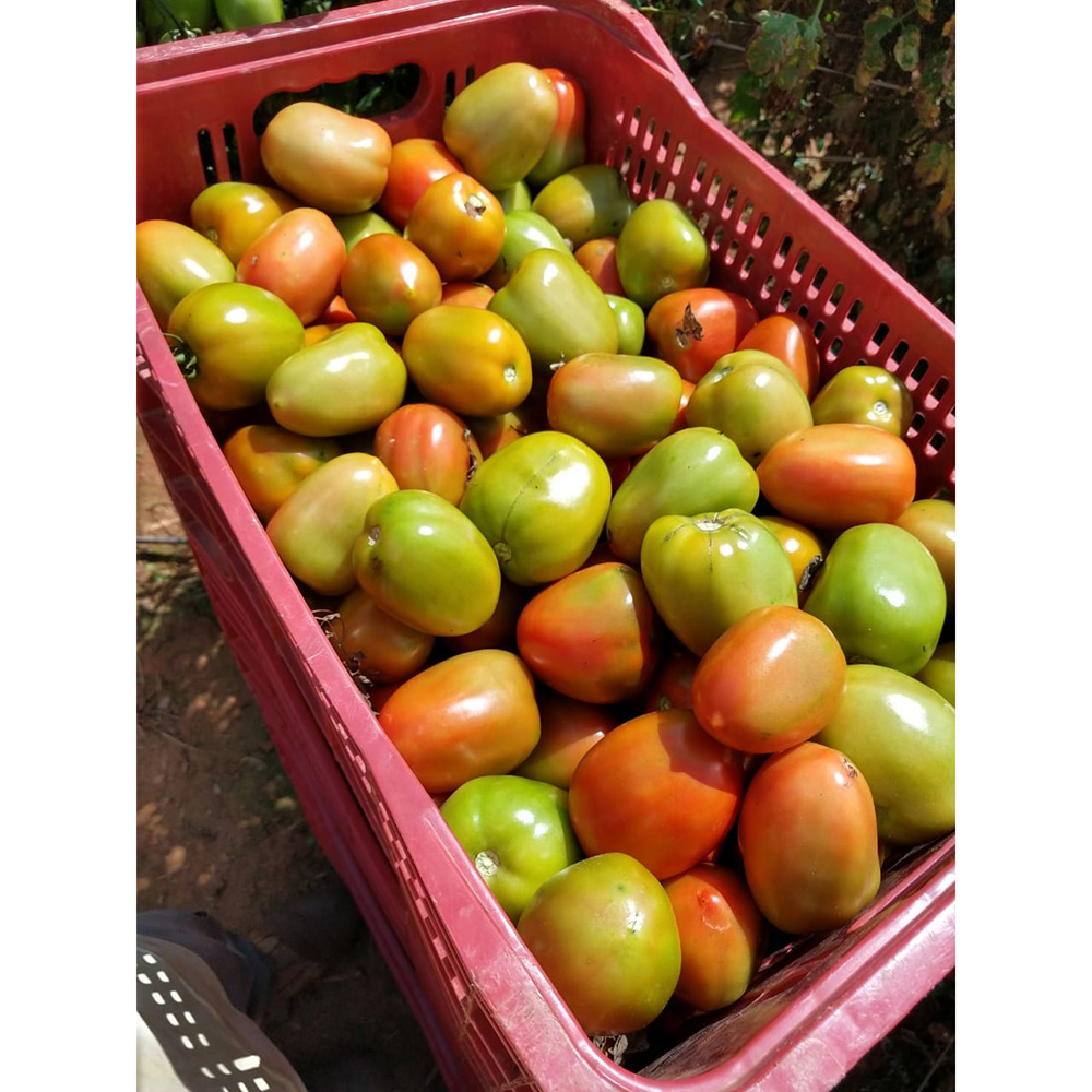 Sementes de Tomate Híbrido Caeté Env. C/ 1.000 Sementes