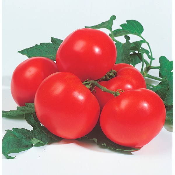 Sementes de Tomate Híbrido Grandeur (T-70) Env. C/ 5 Gramas