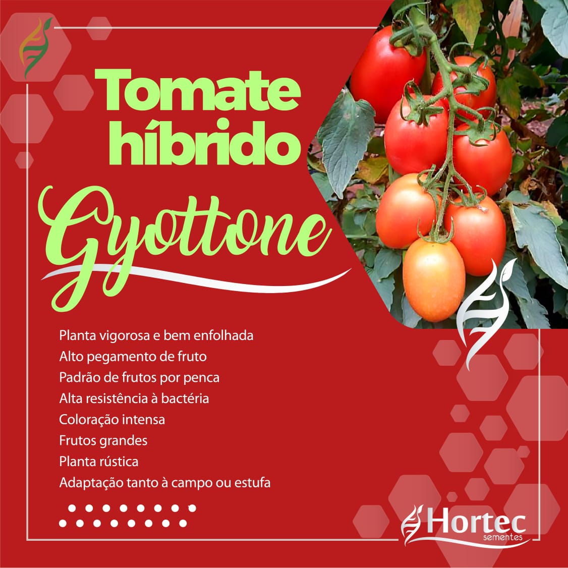 Sementes de Tomate Híbrido Gyottone Env. C/ 1.000 Sementes