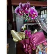 Arranjo de Orquídea