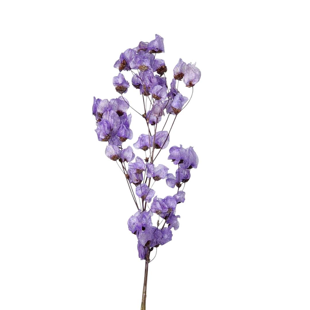 Planta Desidratada Flor de Bougainvillea Lilás - 01 Galho