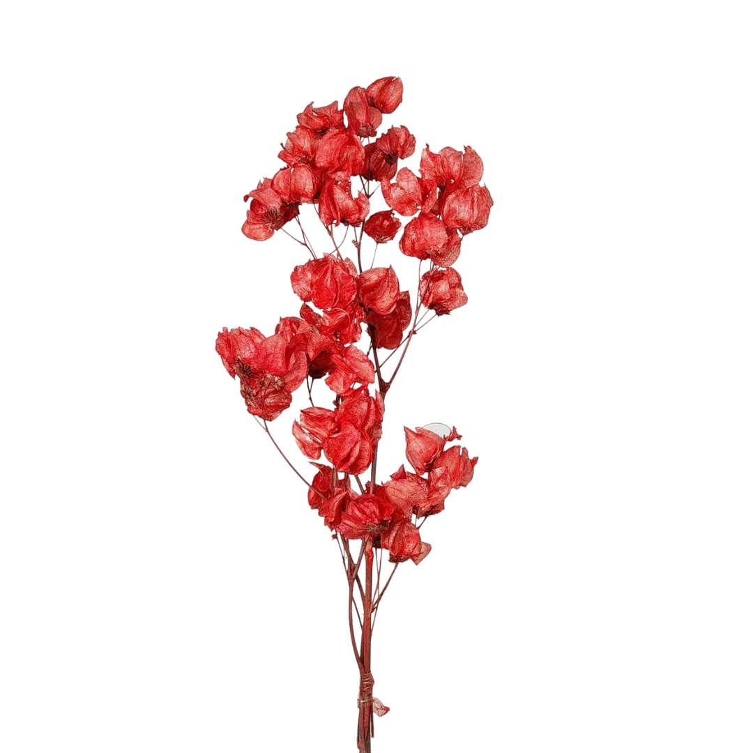 Planta Desidratada Flor de Bougainvillea Vermelha - 01 Galho