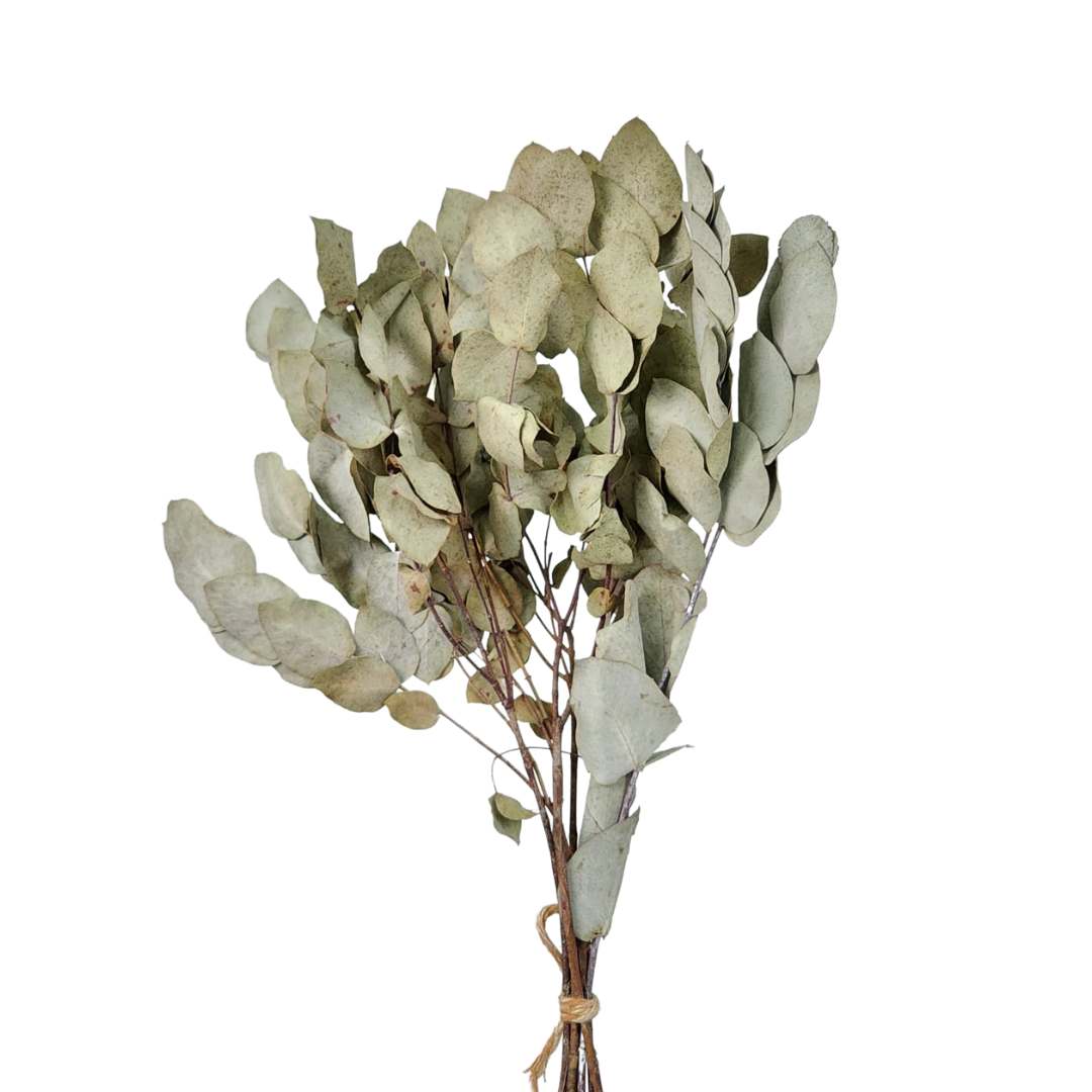 Planta Desidratada Folhagem de Eucalipto Aromático - Conjunto com 05 Galhos