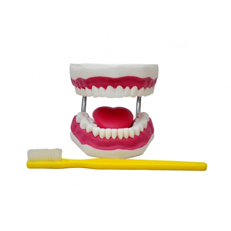 Arcada Dentária Ampliada com língua e escova - SDORF  SD-5059