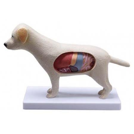 Cachorro - Anatomia - COLEMAN  COL 3601