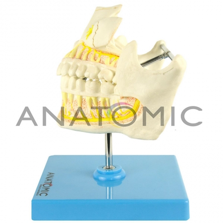 Dentição Adulta - ANATOMIC TGD-0313-I