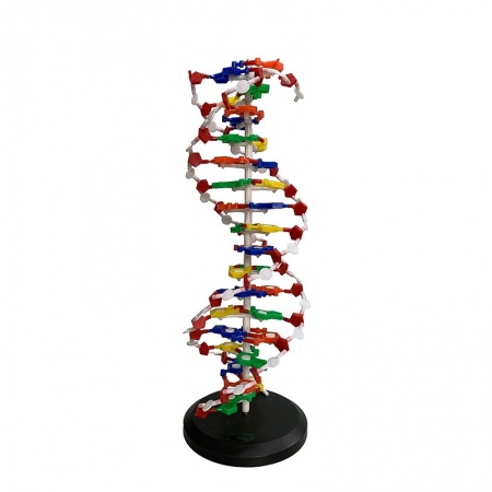 Dupla Hélice de DNA 68CM COLEMAN COL1901