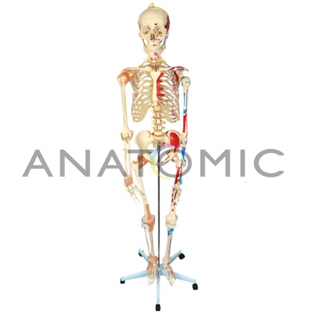 Esqueleto Aprox. 168cm Articulado e Muscular - ANATOMIC TGD-0101-A