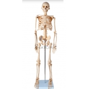 Esqueleto de 85 cm - ANATOMIC - Cód: TGD-0112