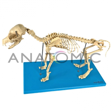 Esqueleto de Cachorro - ANATOMIC TGD-0601