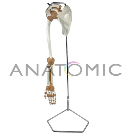 Esqueleto de Membro Superior com Articulações - ANATOMIC TGD-0156-A