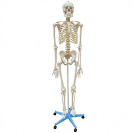 Esqueleto Flexível Aprox. 168cm com Suporte ANATOMIC TGD-0101-B