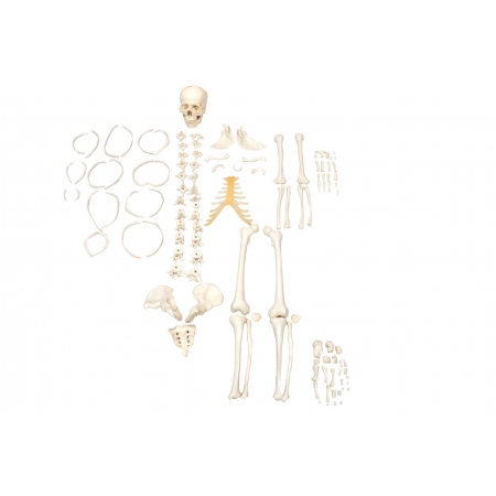 Esqueleto Humano Desarticulado - Sdorf  SD-5003