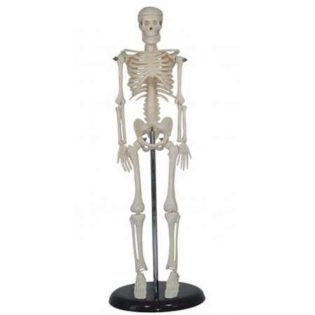 Esqueleto Humano Mini 42cm COLEMAN - COL1103