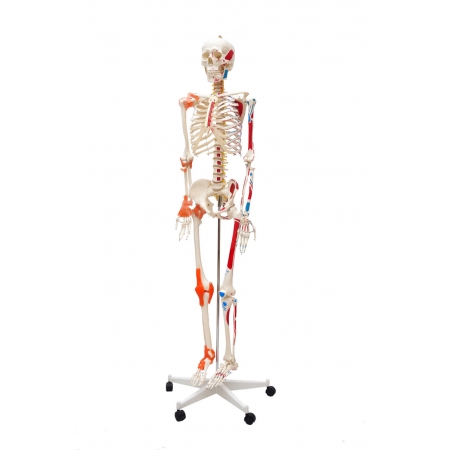 Esqueleto Humano Padrão de 1,70m Alt. Articulado e Muscular c/ Rodas - Sdorf SD-5001