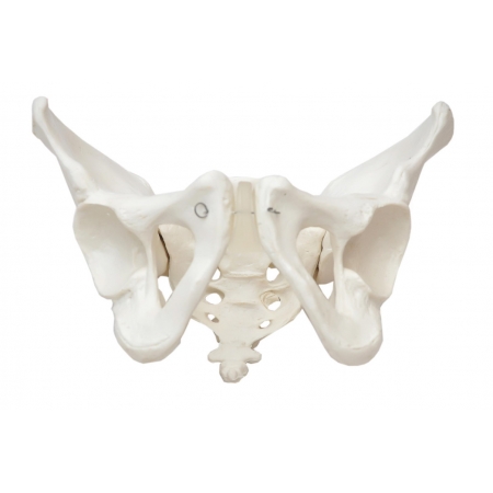 Esqueleto Pélvico Feminino - Sdorf  SD-5005