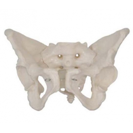Esqueleto Pélvico Masculino COLEMAN  COL1123