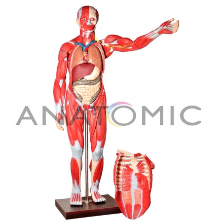 Manequim Muscular de 170cm Assexuado com Órgãos Internos em 30 Partes - ANATOMIC TZJ-4000-A