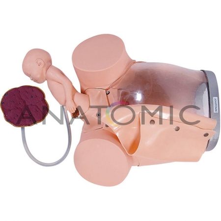 Simulador de Parto com Cervix, Episiotomia e Feto com Placenta ANATOMIC TGD-0374-E