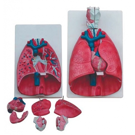 Sistema Respiratório Luxo 7 Partes COLEMAN  COL1320