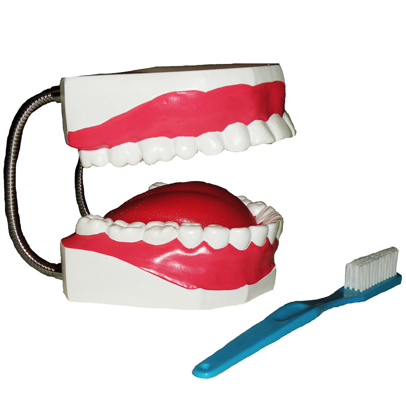 Arcada Dentária com Língua e Escova - ANATOMIC TZJ-0312-B
