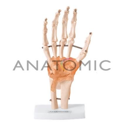 Articulação da Mão - ANATOMIC TGD-0162-C
