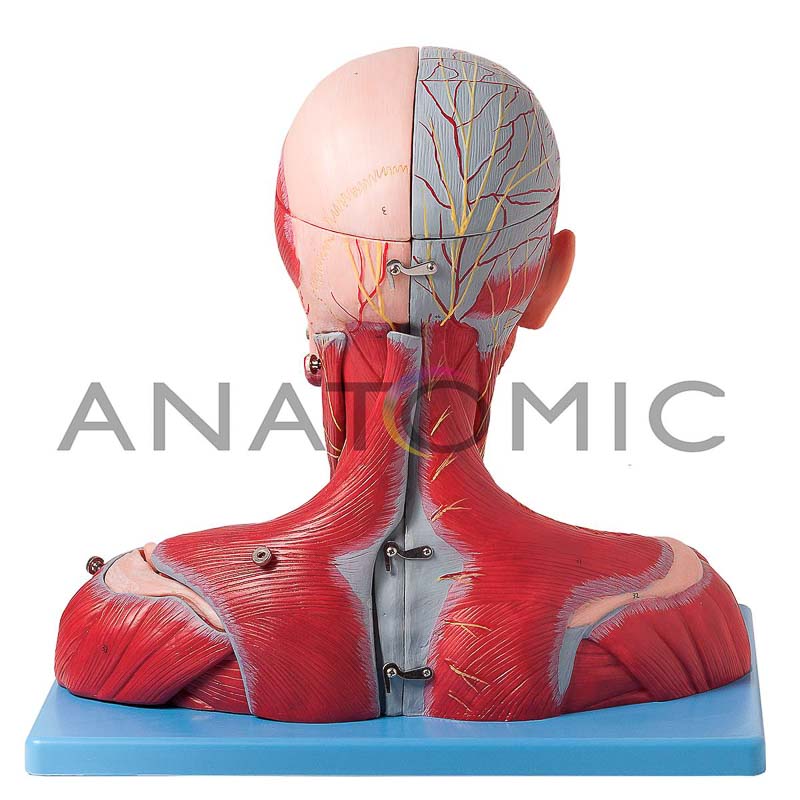 Cabeça e Pescoço Muscular C/ Vasos, Nervos e Cérebro em 19 Partes - ANATOMIC TZJ-4006-A