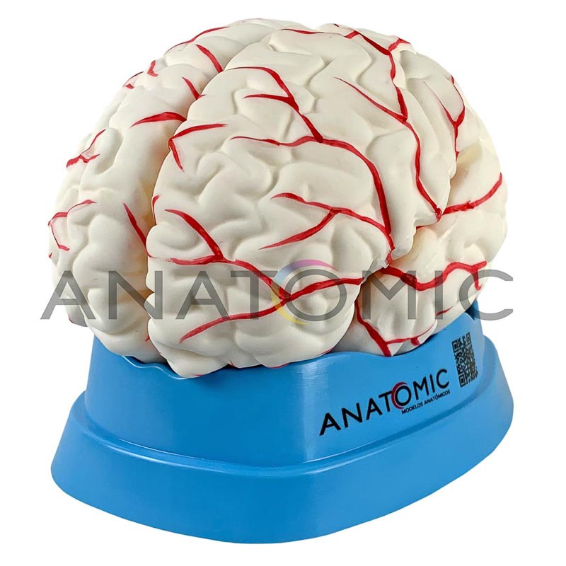 Cérebro com 8 Partes - ANATOMIC TGD-0303
