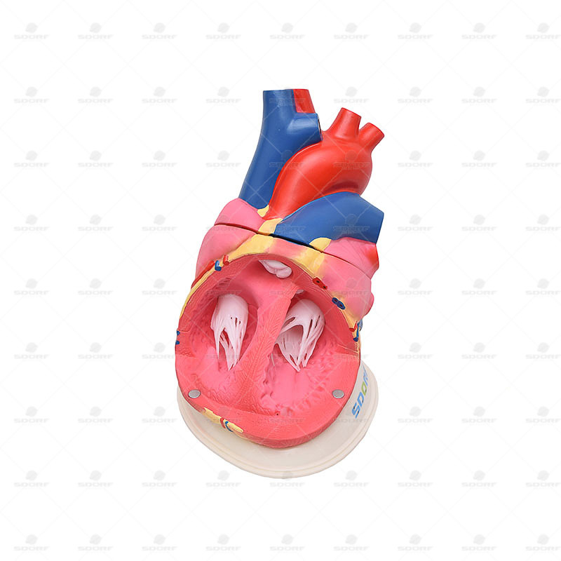 Coração Ampliado em 3 Partes - SDORF  SD-5048