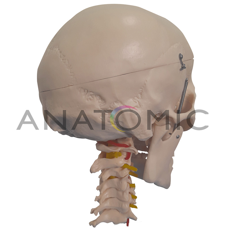 Crânio com Coluna Cervical e Cérebro - ANATOMIC TGD-0103-F