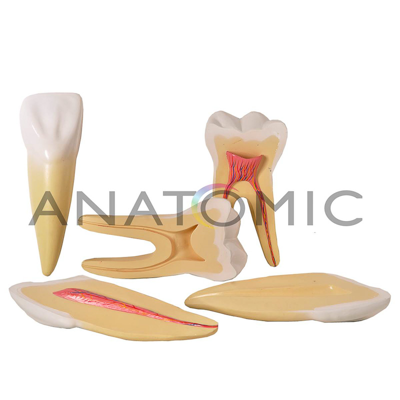 Dentes Ampliados Canino, Incisivo e Molar - ANATOMIC TGD-0311-A