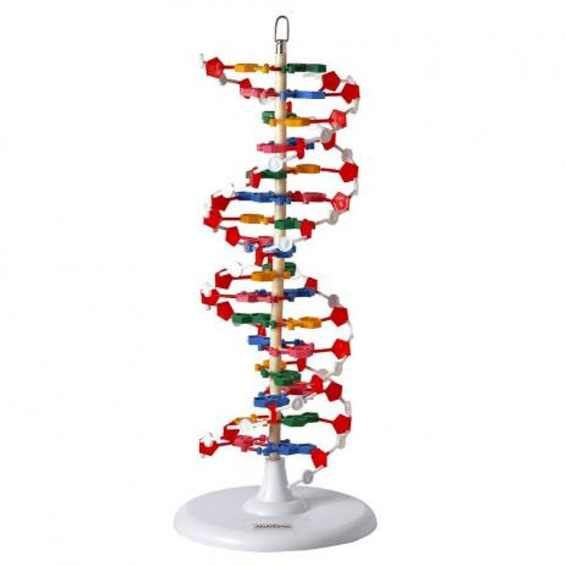 Dupla Hélice de DNA - ANATOMIC TGD-0001