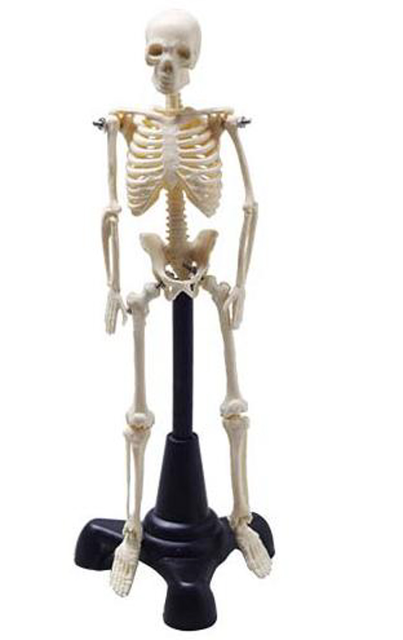 Esqueleto Humano 20cm - COLEMAN  COL 3103