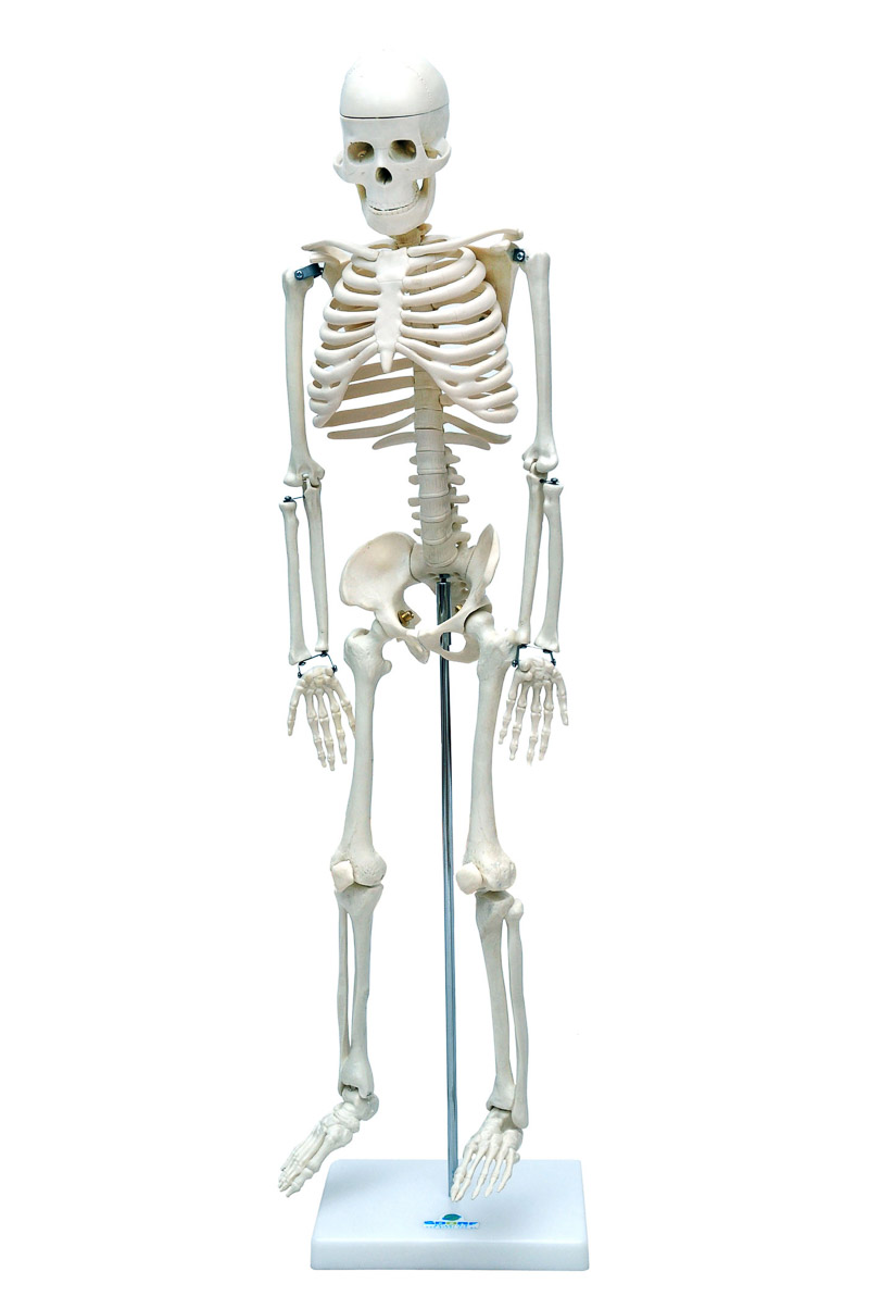 Esqueleto Humano de 85cm de Altura c/ Suporte - SDORF  SD-5002
