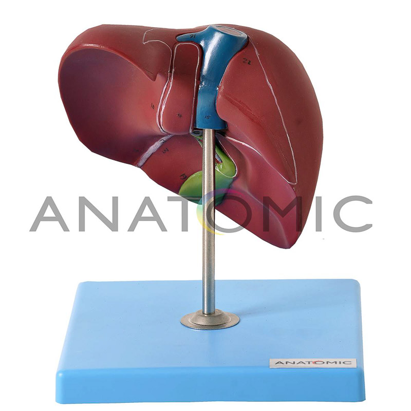 Fígado Básico - ANATOMIC TZJ-0324-A