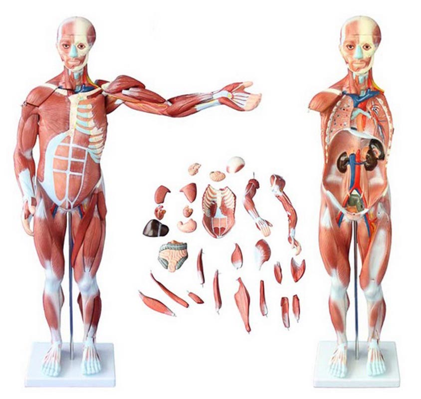 Figura Muscular Assexuada 85cm c/ 27 Partes COLEMAN  COL1334