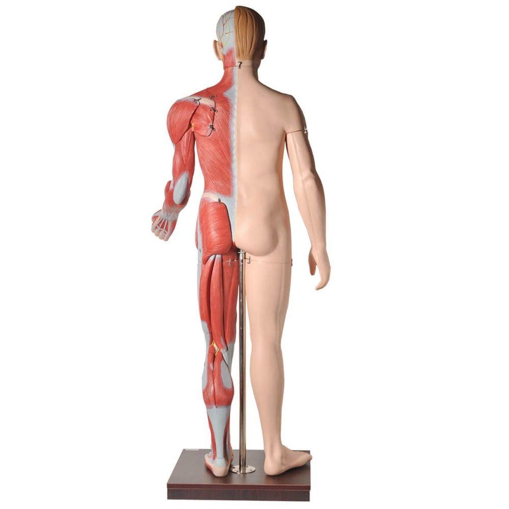 Manequim Muscular de 170 cm Masculino com Órgãos Internos em 32 Partes - ANATOMIC TZJ-4001-A