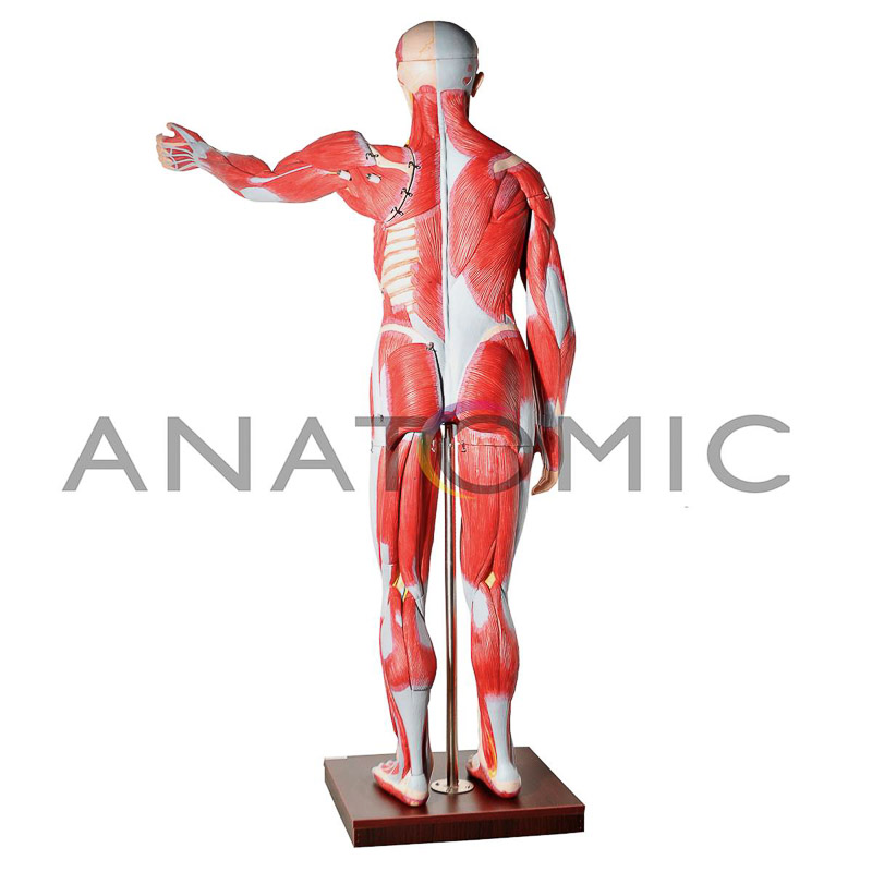 Manequim Muscular de 170cm Assexuado com Órgãos Internos em 30 Partes - ANATOMIC TZJ-4000-A