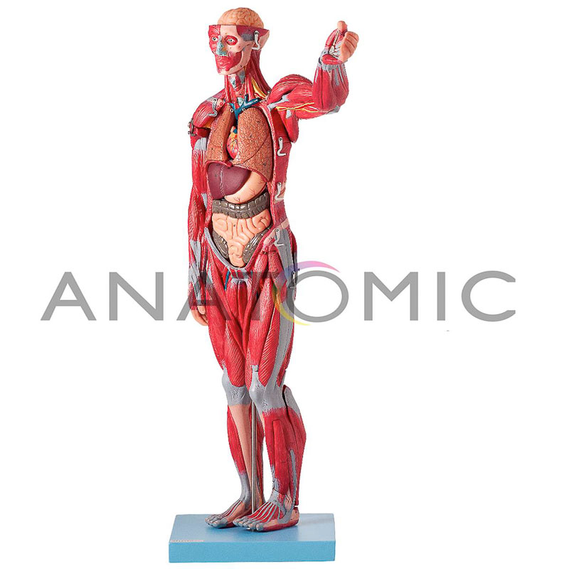 Manequim Muscular de 78 cm Assexuado com Órgãos Internos em 27 Partes - ANATOMIC TZJ-4000-B