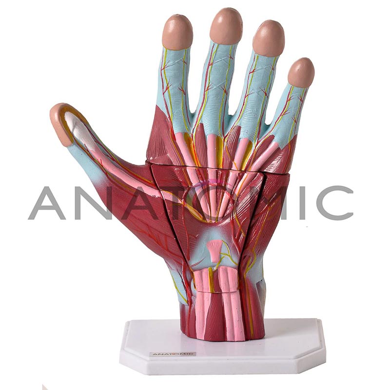Mão Muscular Ampliada em 3 Partes - ANATOMIC TGD-0330-M
