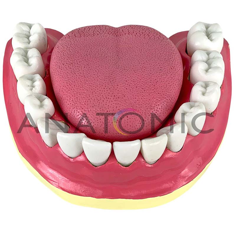 Modelo de Dentição com Todos Os Dentes Removíveis - ANATOMIC TGD-0312-C